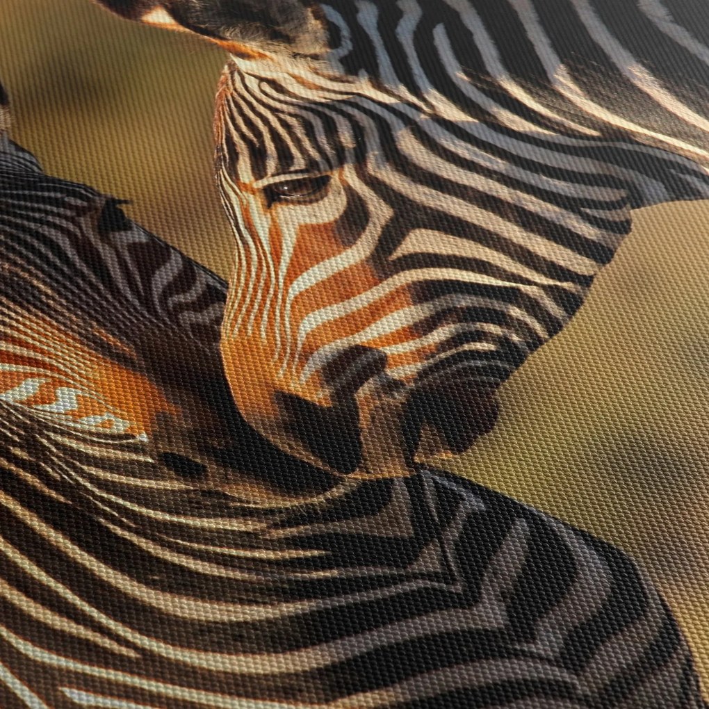 Obraz - Dwie zebry (170x50 cm)