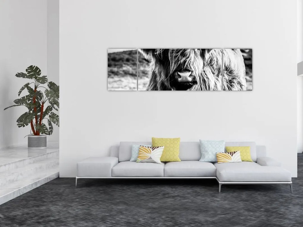 Obraz - Highland - szkocka krowa (170x50 cm)