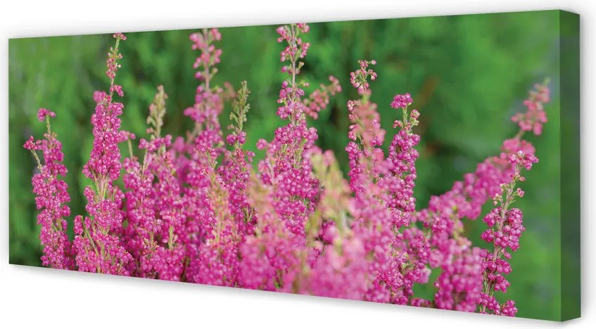 Obraz na płótnie Kwiaty Wrzosu