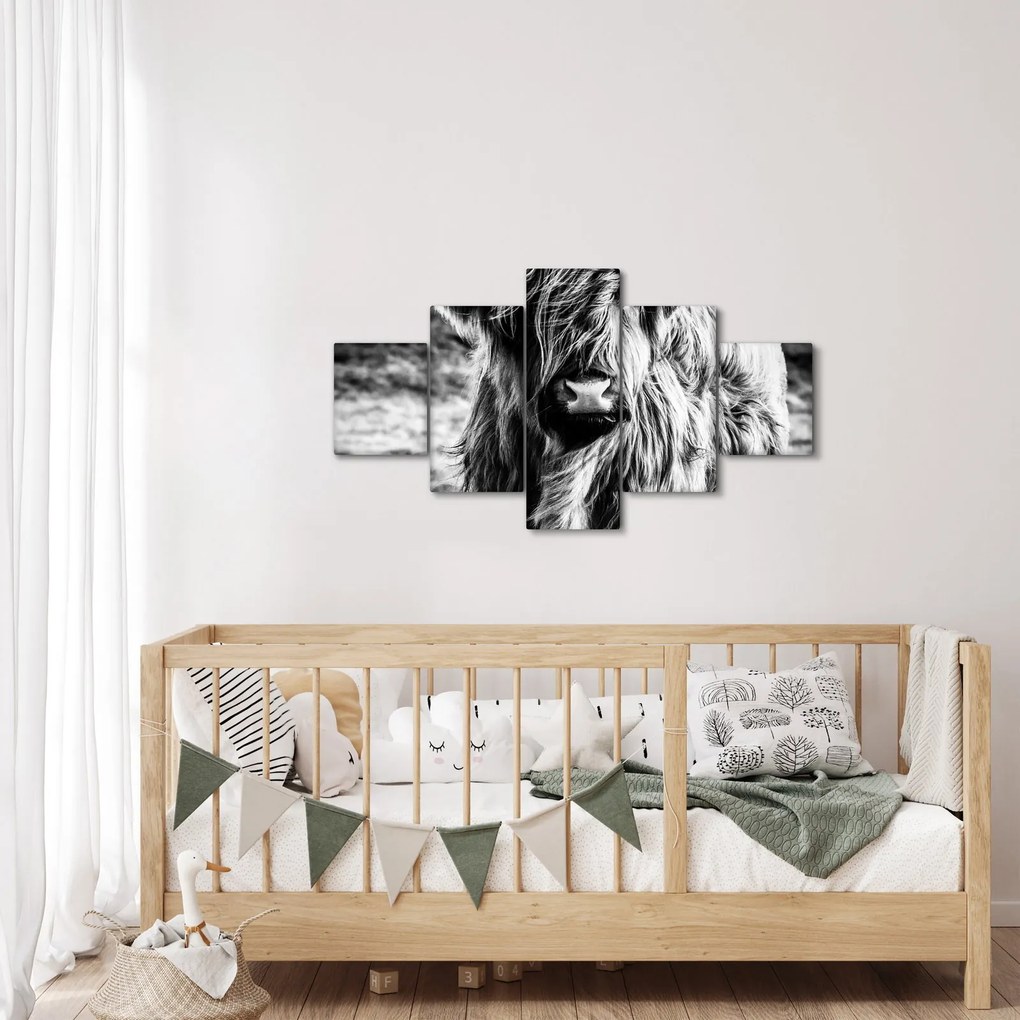Obraz - Highland - szkocka krowa (125x70 cm)