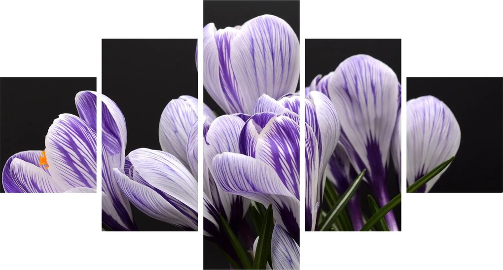 Obraz - Fioletowe krokusy (125x70 cm)