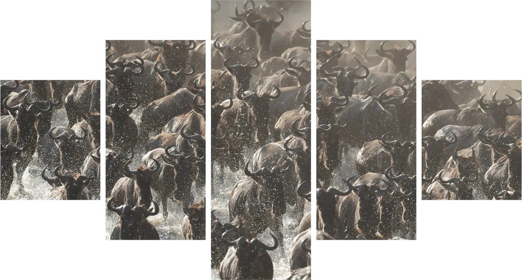 Obraz - Stado antylop gnu (125x70 cm)
