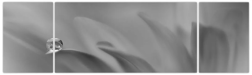 Obraz - Kropla na kwiecie, czarno - biały (170x50 cm)