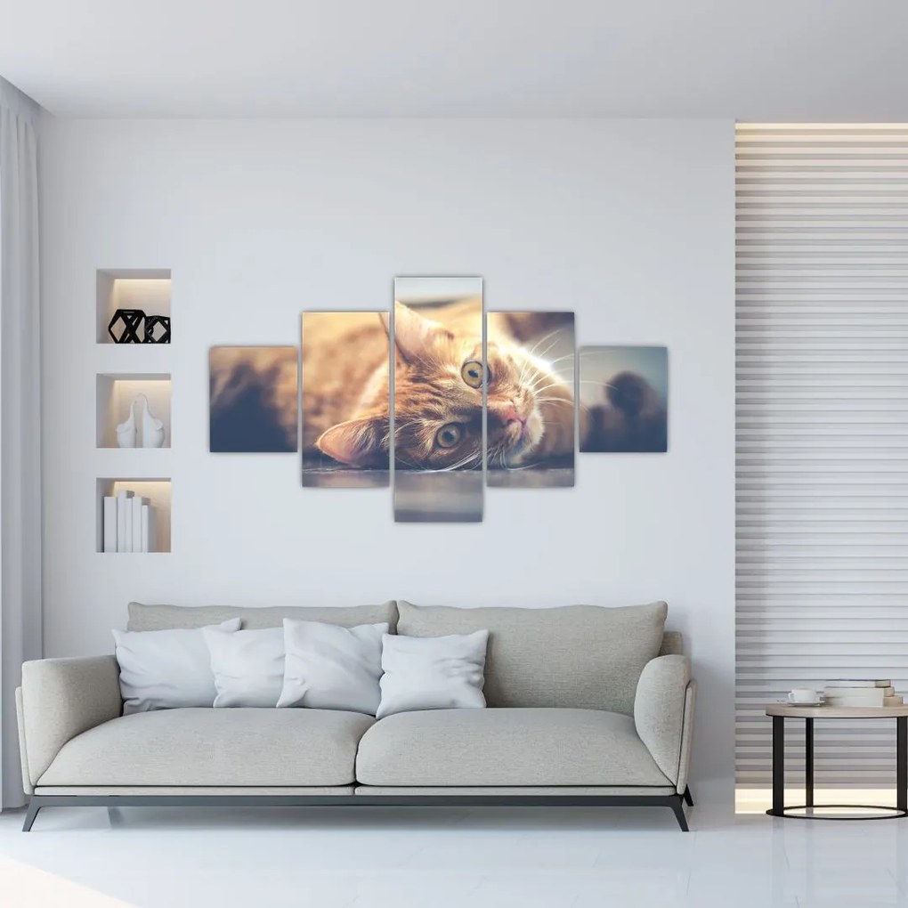 Obraz kota na podłodze (125x70 cm)