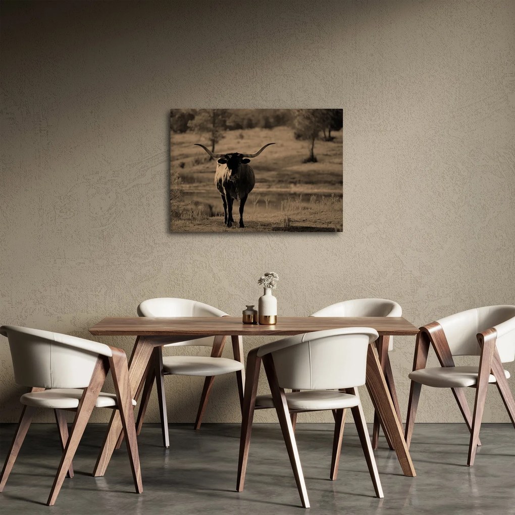 Obraz - Krowa z Teksasu (70x50 cm)