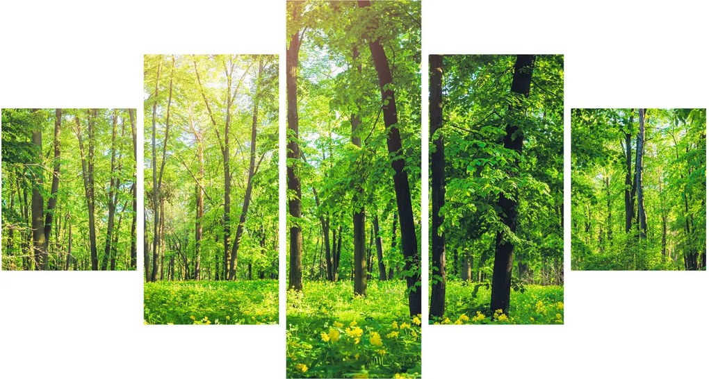 Obraz - Wiosenny las liściasty (125x70 cm)