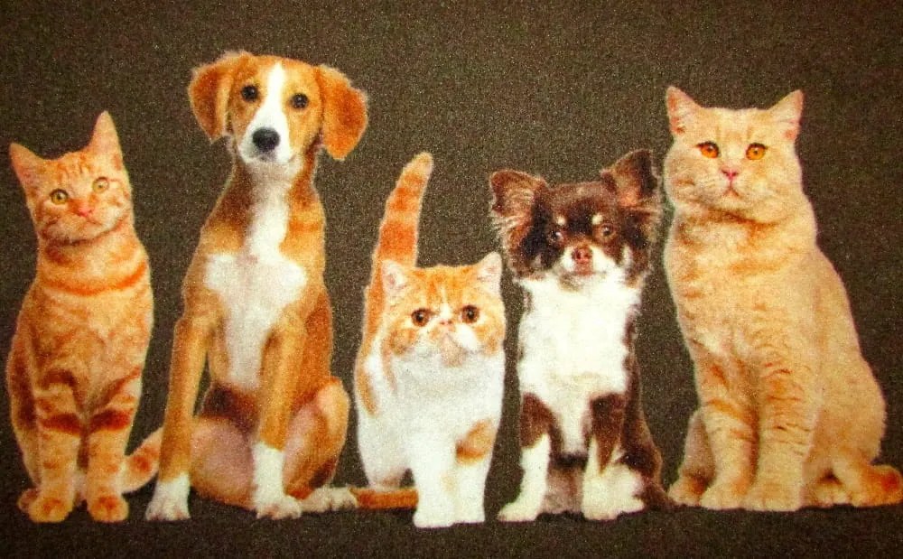 Wycieraczka Deco Star Kumple 50 cm x 80 cm