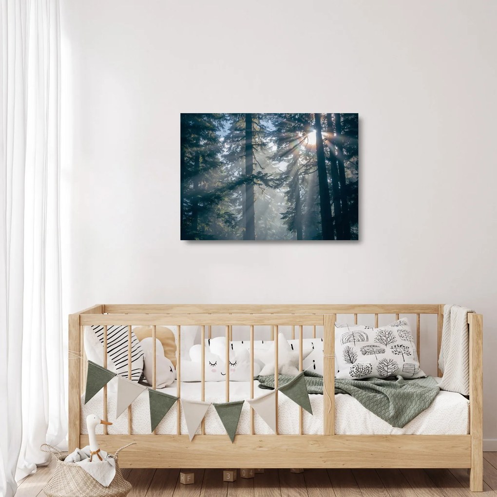 Obraz na szkle drzew, przez które prześwieca słońce (70x50 cm)