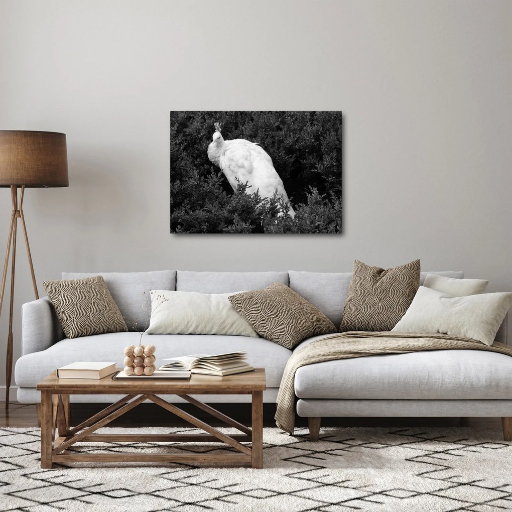 Obraz - Paw, czarno - biały (70x50 cm)