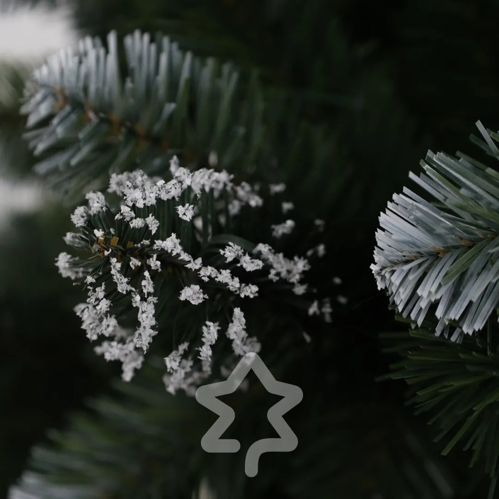 Sosna ośnieżona 150 cm