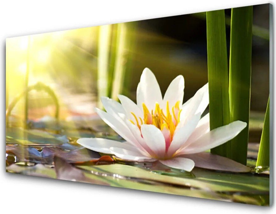 Panel nad blat kuchenny Pływająca Lilia Wodna