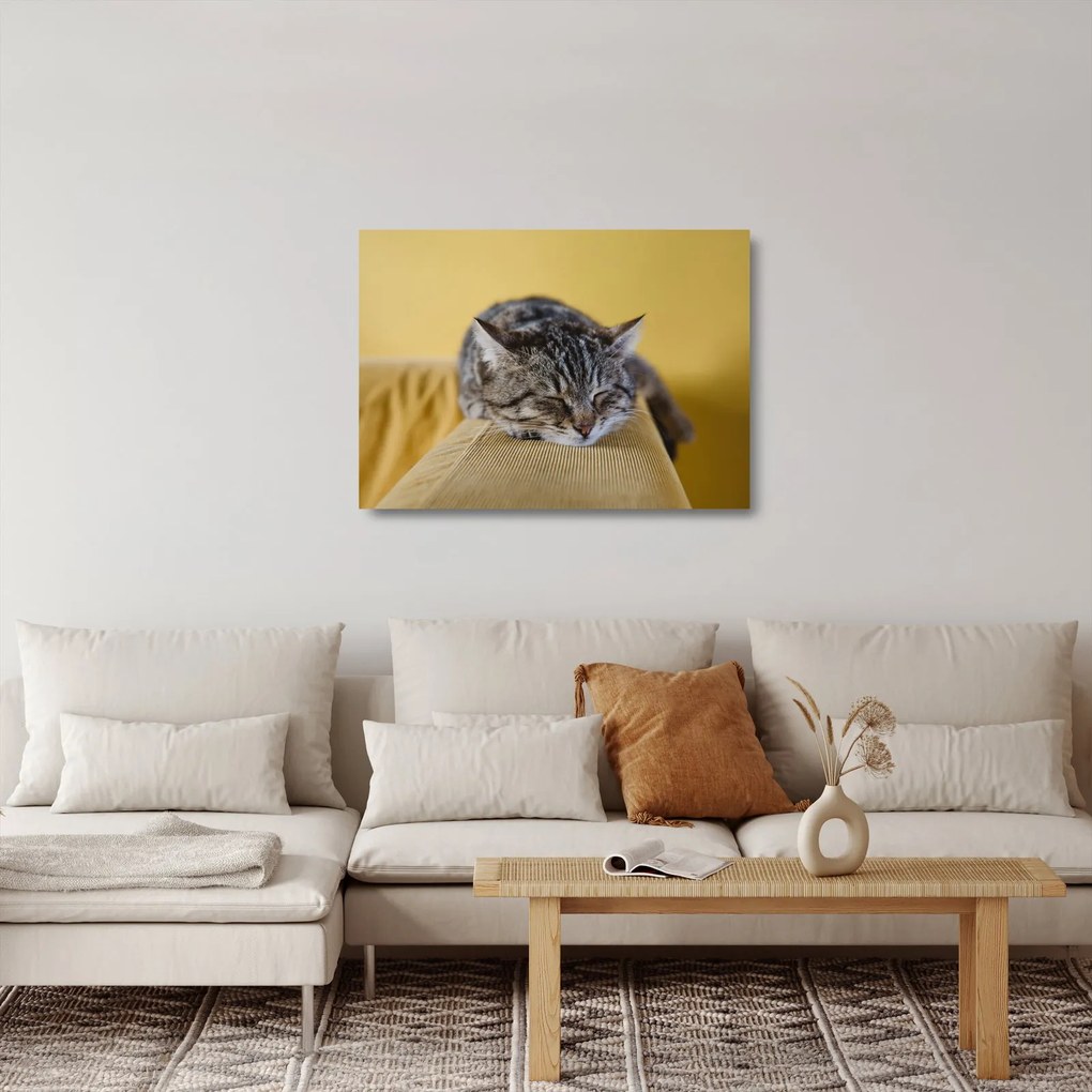 Obraz na szkle kota na kanapie (70x50 cm)