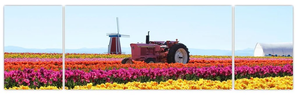 Obraz farmy tulipanów (170x50 cm)
