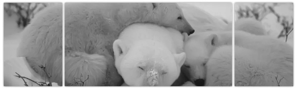 Obraz - Niedźwiadki polarne, czarno - biały (170x50 cm)