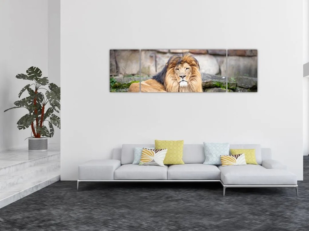 Obraz lwa (170x50 cm)