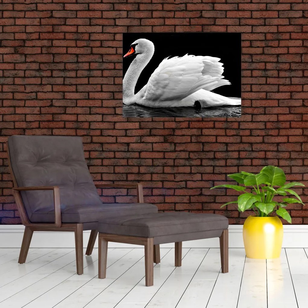 Obraz czarno - białego łabędzia (70x50 cm)