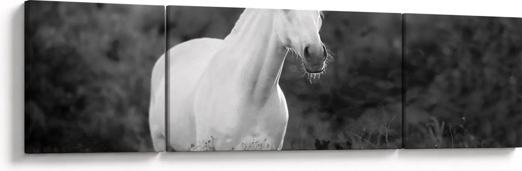 Obraz białego konia na łące, czarno - biały (170x50 cm)