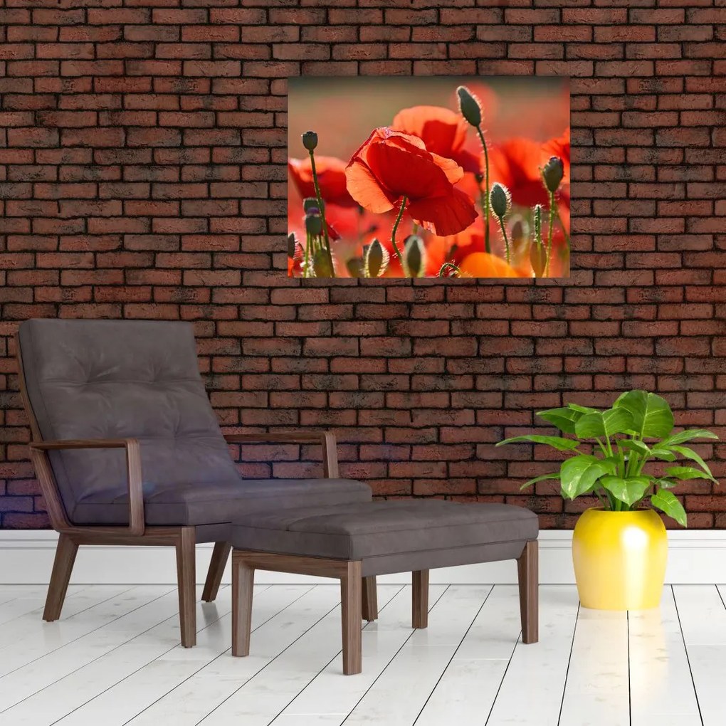 Obraz maków (70x50 cm)