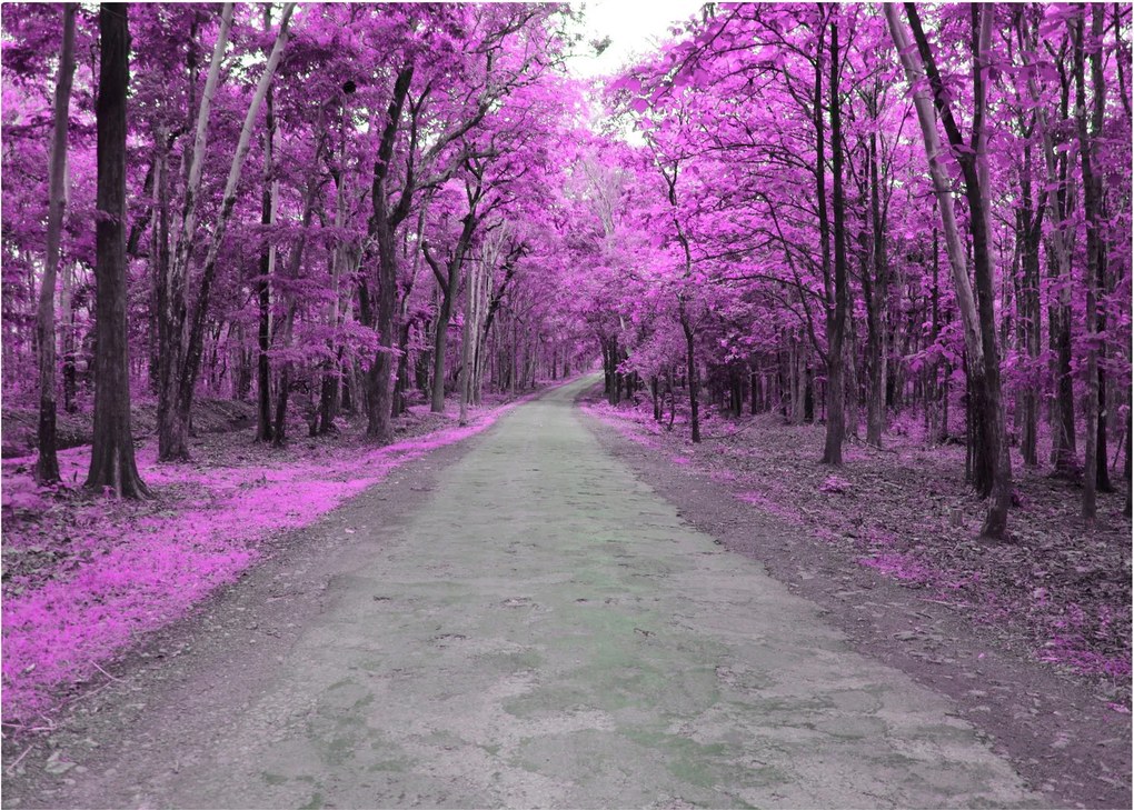 Obraz na szkle - Ścieżka przez park (70x50 cm)