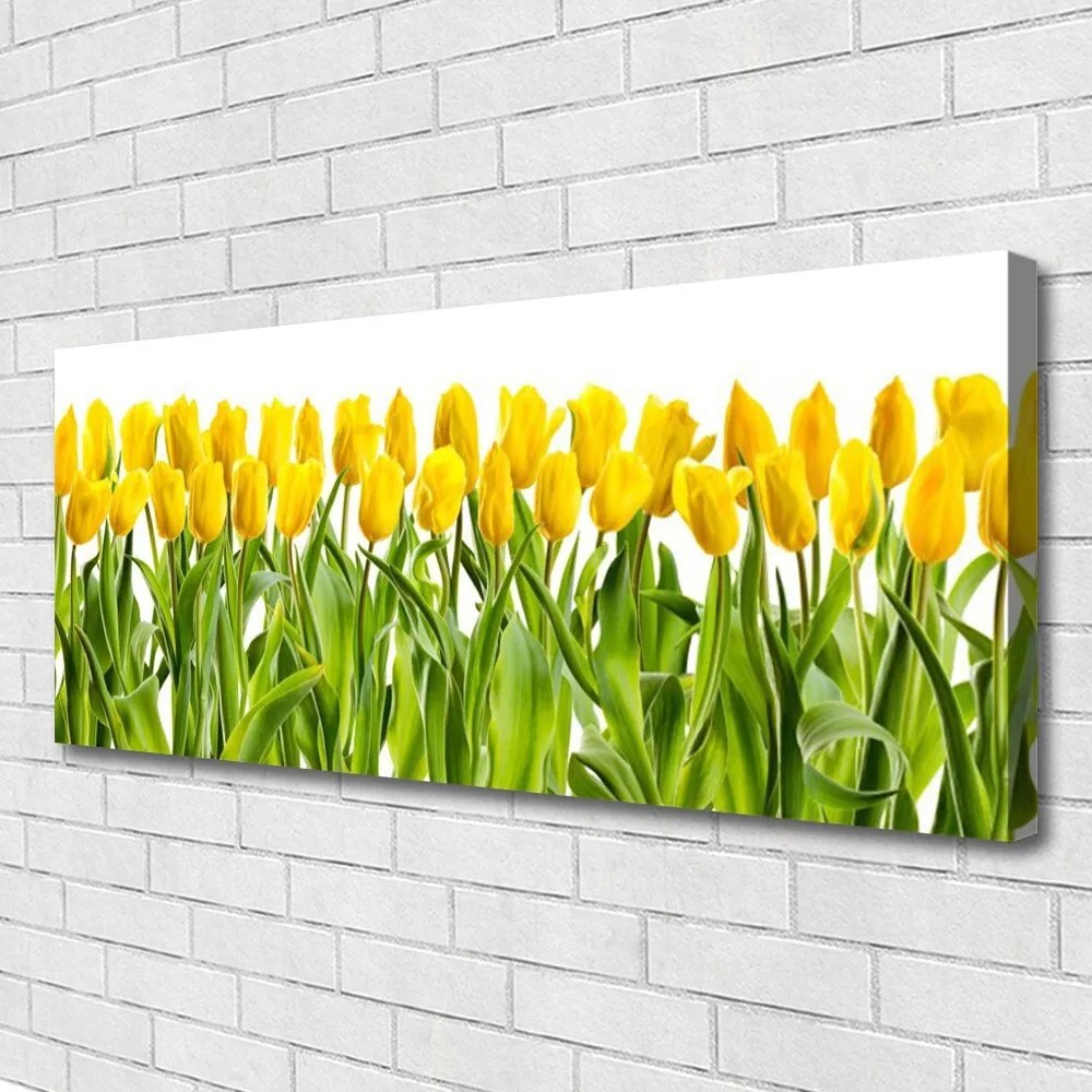 Obraz canvas Tulipany w Porannym Słońcu