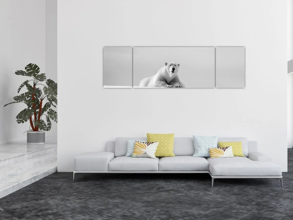 Obraz - Niedźwiedź polarny, czarno - biały (170x50 cm)