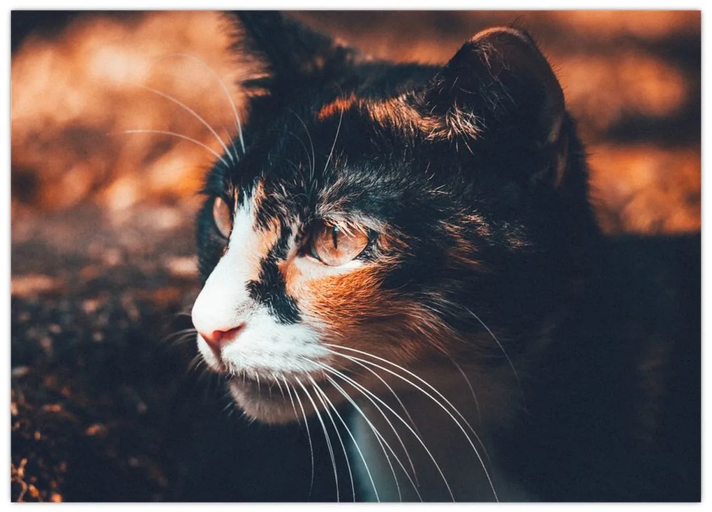 Obraz na szkle - Spojrzenie kota (70x50 cm)