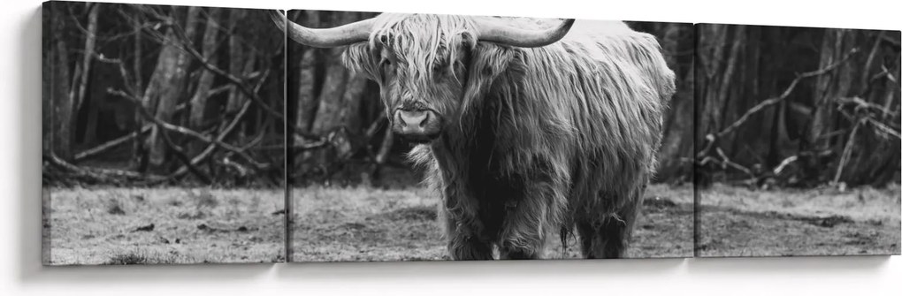 Obraz - Szkocka krowa 3, czarno - biały (170x50 cm)