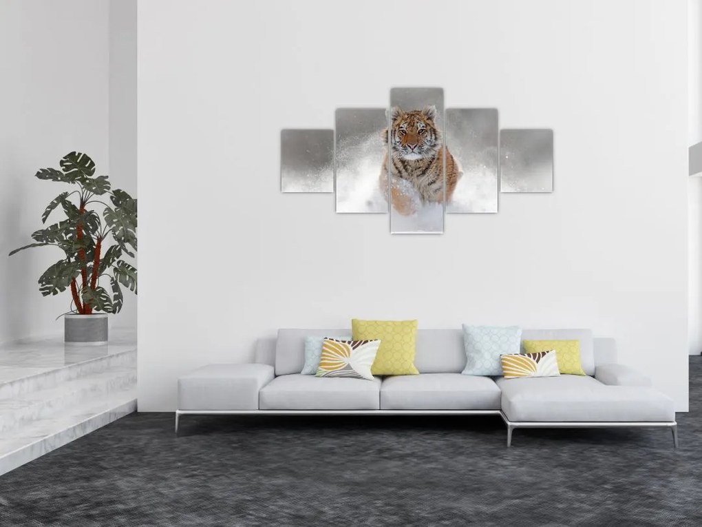 Obraz tygrysa biegnącego po śniegu (125x70 cm)