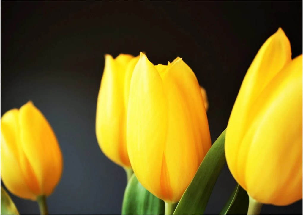 Obraz tulipanów (70x50 cm)