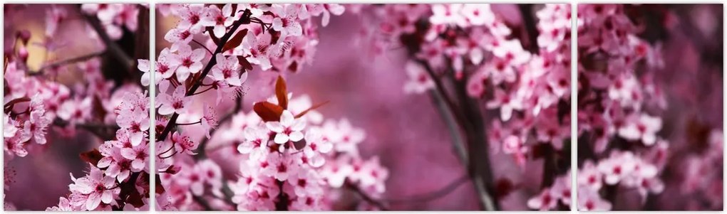 Obraz - Różowa sakura (170x50 cm)