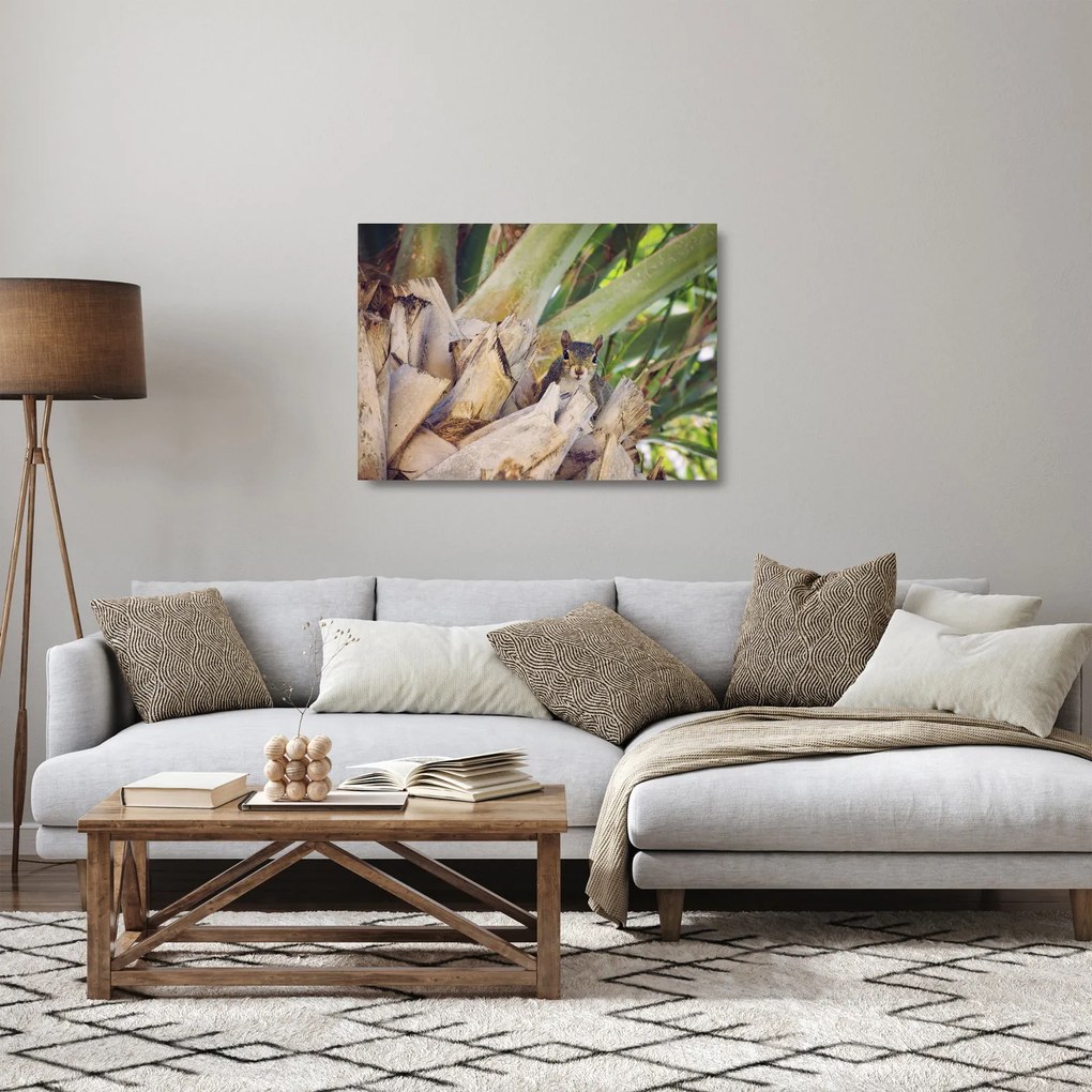 Obraz na szkle wiewiórki na drzewie (70x50 cm)