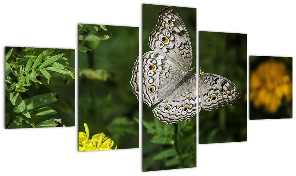 Obraz - biały motyl (125x70 cm)
