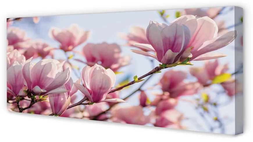 Duży obraz na płótnie Magnolia