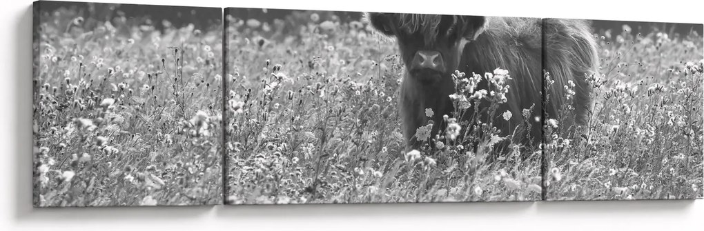 Obraz - Szkocka krowa 5, czarno - biały (170x50 cm)