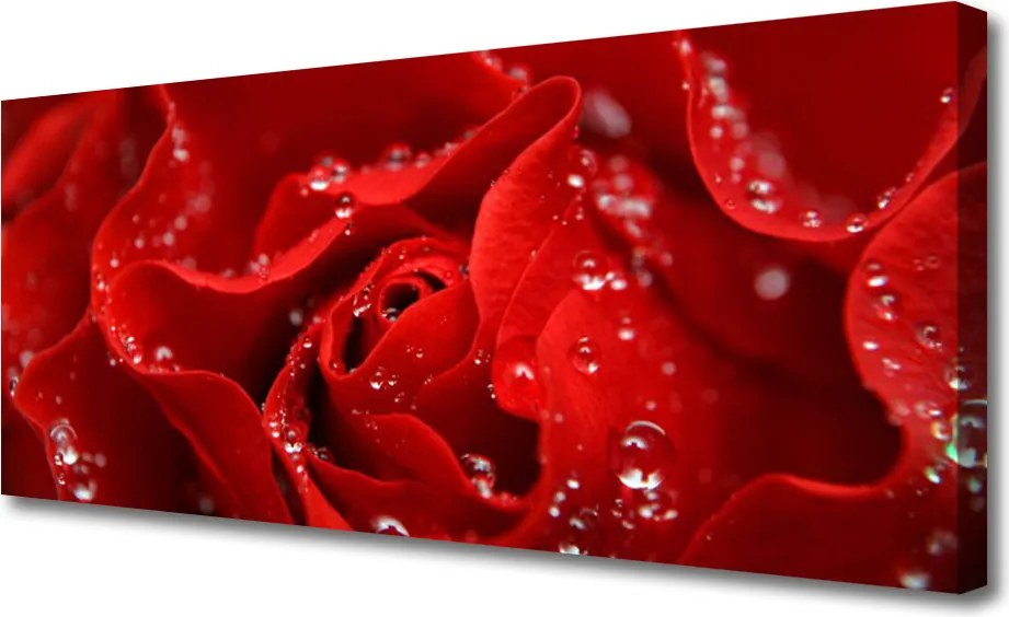 Fotoobraz na płótnie Dzika Róża w Rozkwicie