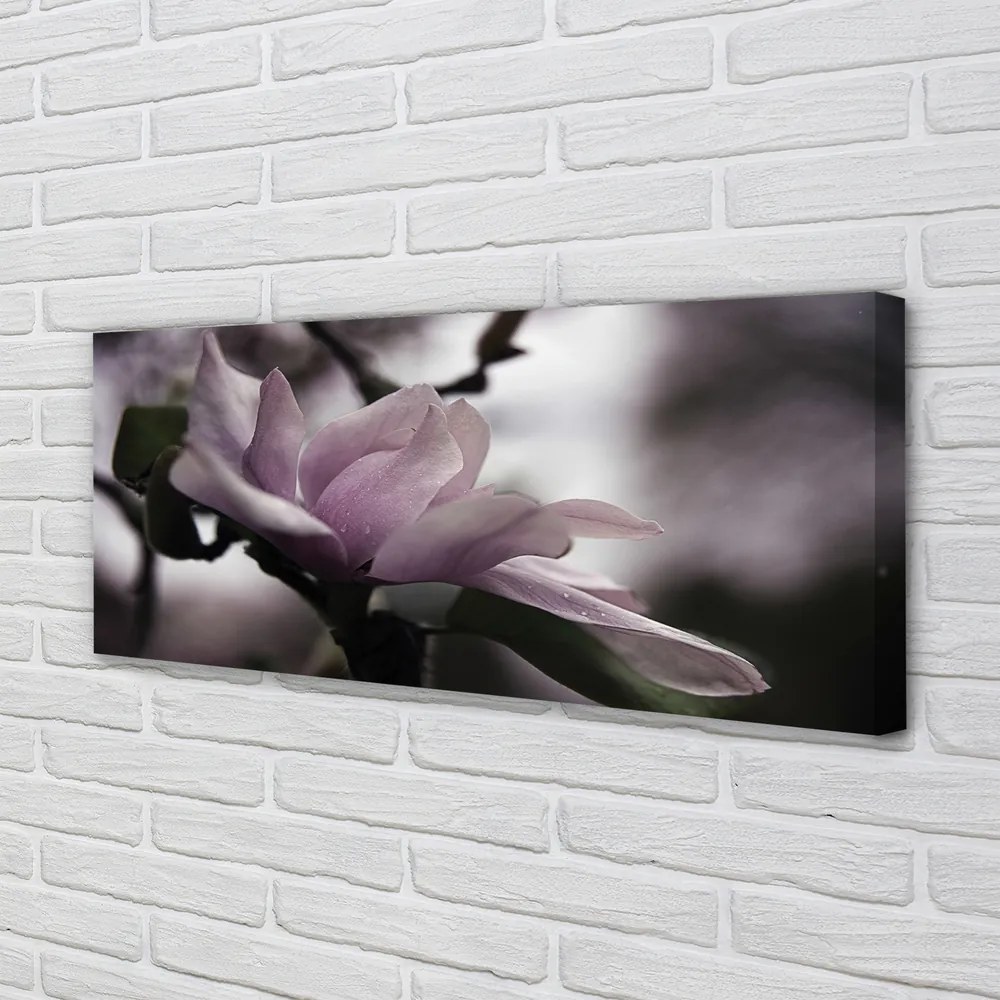 Duży obraz na płótnie Magnolia