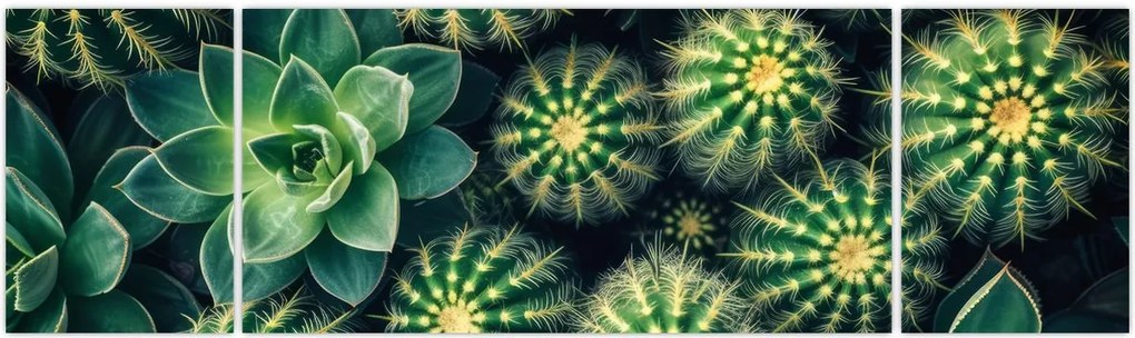 Obraz - Kaktusy (170x50 cm)