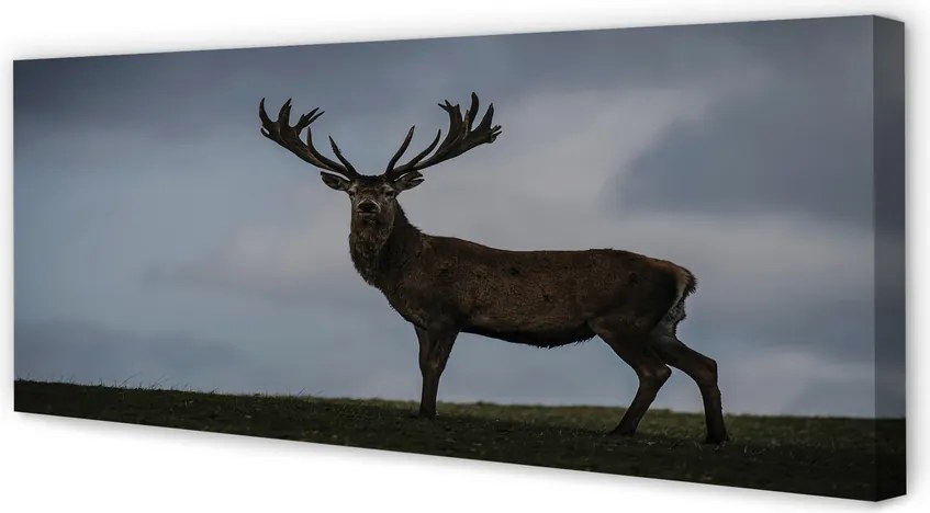 Obraz canvas na ścianę Nocne Spotkanie z Jeleniem