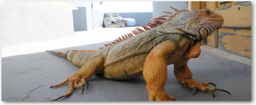 Obraz zdjęcie na scianę akrylowy Iguana