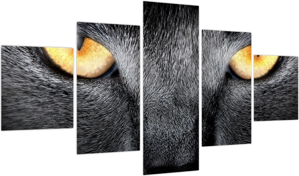 Obraz - Portret kota z bliska (125x70 cm)