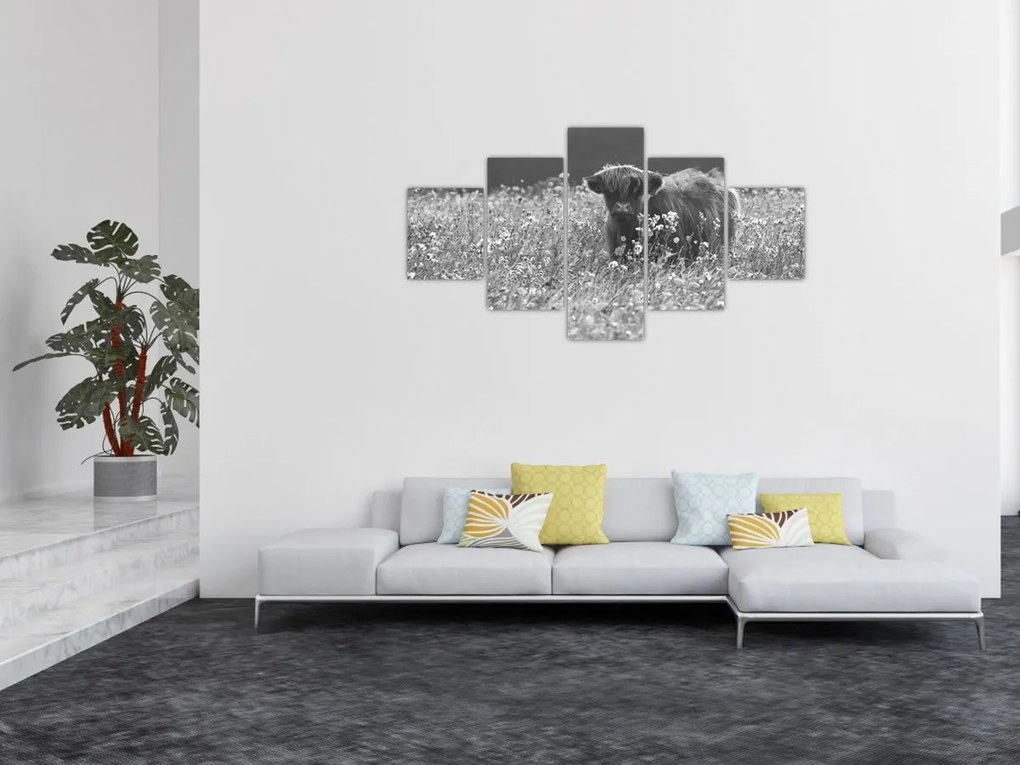 Obraz - Szkocka krowa 5, czarno - biały (125x70 cm)