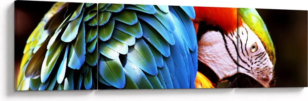 Obraz - Papuga (170x50 cm)