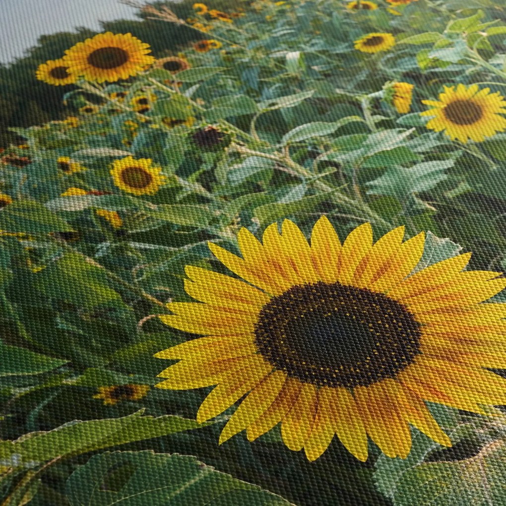 Obraz - Sunflower Field II. (125x70 cm)