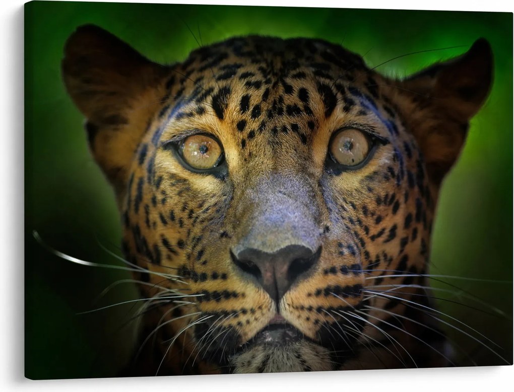 Obraz - Portret lamparta, Sri Lanka (70x50 cm)