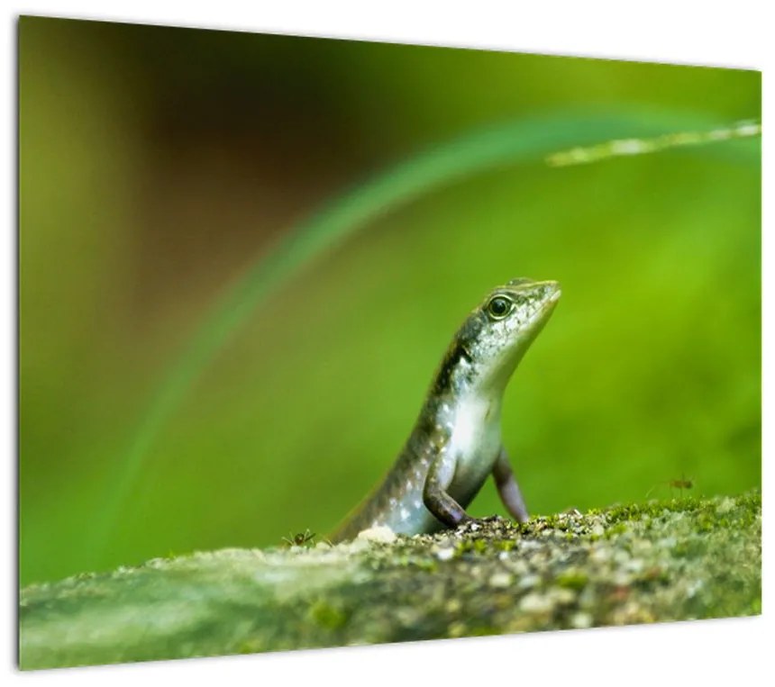 Obraz na szkle - jaszczurka (70x50 cm)