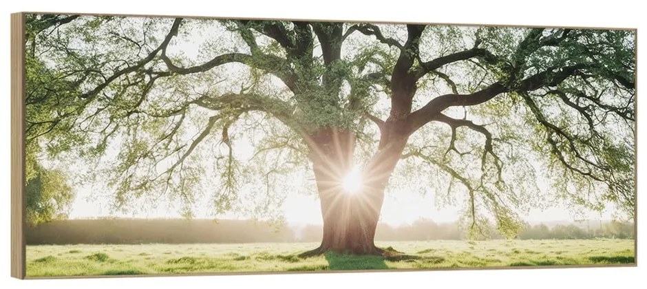 Obraz 150x60 cm Tree in the Sun