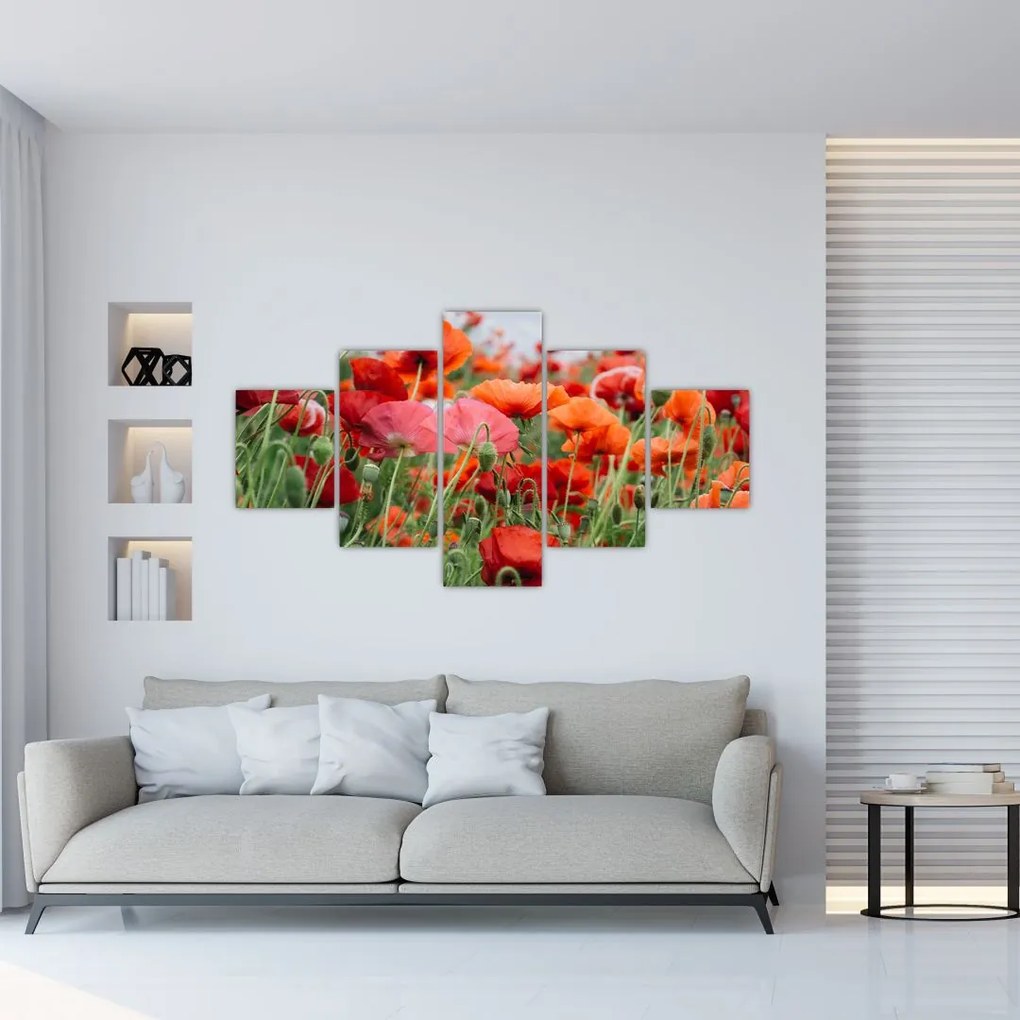 Obraz pola maków (125x70 cm)