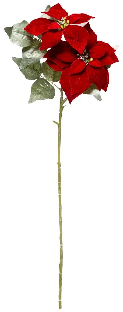 Gwiazda betlejemska, kwiat do stroika, 75 cm