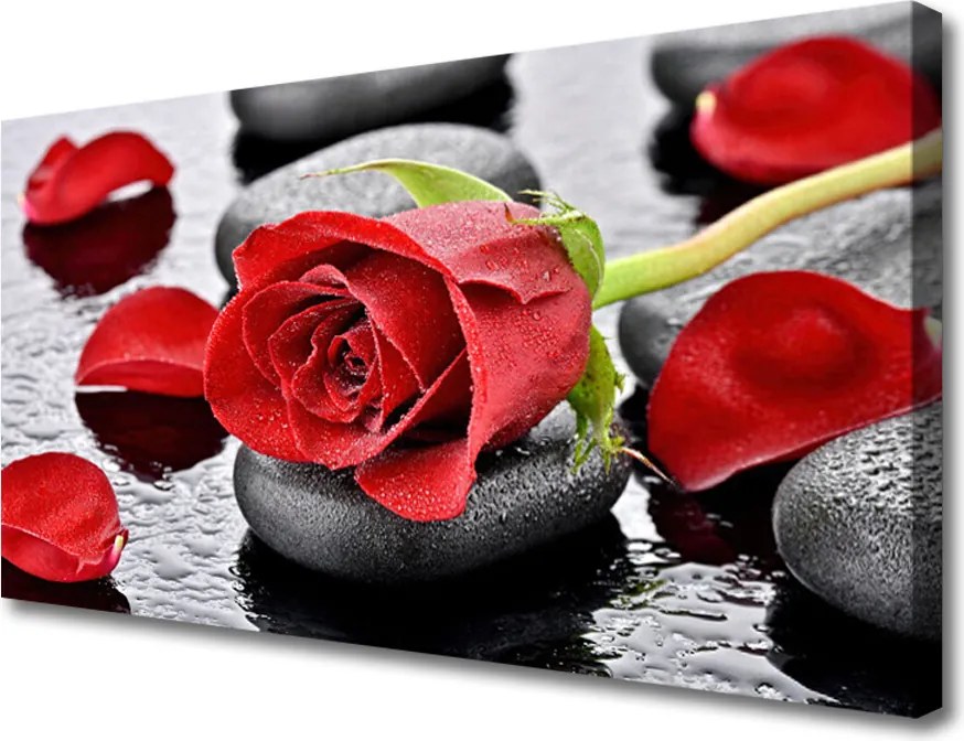 Fotoobraz na płótnie Królowa Ogrodów: Czerwona Róża