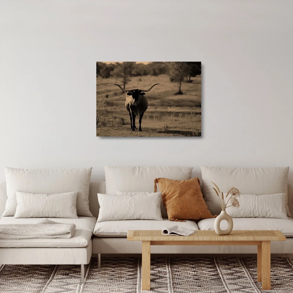 Obraz na szkle - Krowa z Teksasu (70x50 cm)